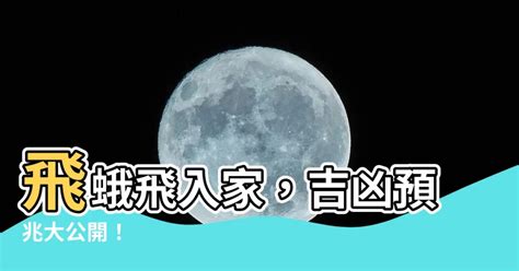 飛蛾靈魂|【飛蛾 親人】飛蛾飛來家中親人思念！三種蛾象徵親人想念子女